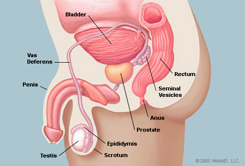 prostategland22